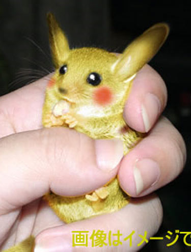 pikachu.jpg